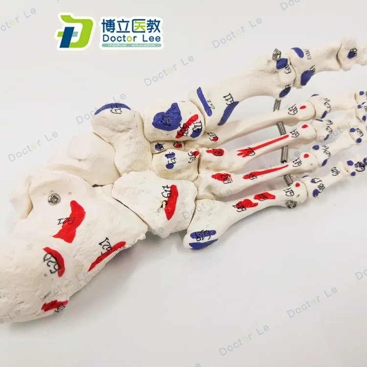 1:1 Life-sized Digital Sign Human Foot Joint Medical Anatomical Model Simulation Teaching |