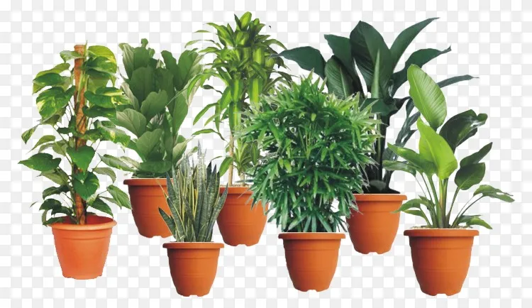 马来西亚室内植物花盆苗圃 室内花园png图片素材免费下载 图片编号 Png素材网