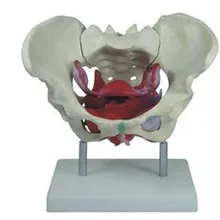 Женское тазовое дно мышцы тазового дна модель таза матки аксессуары модель таза