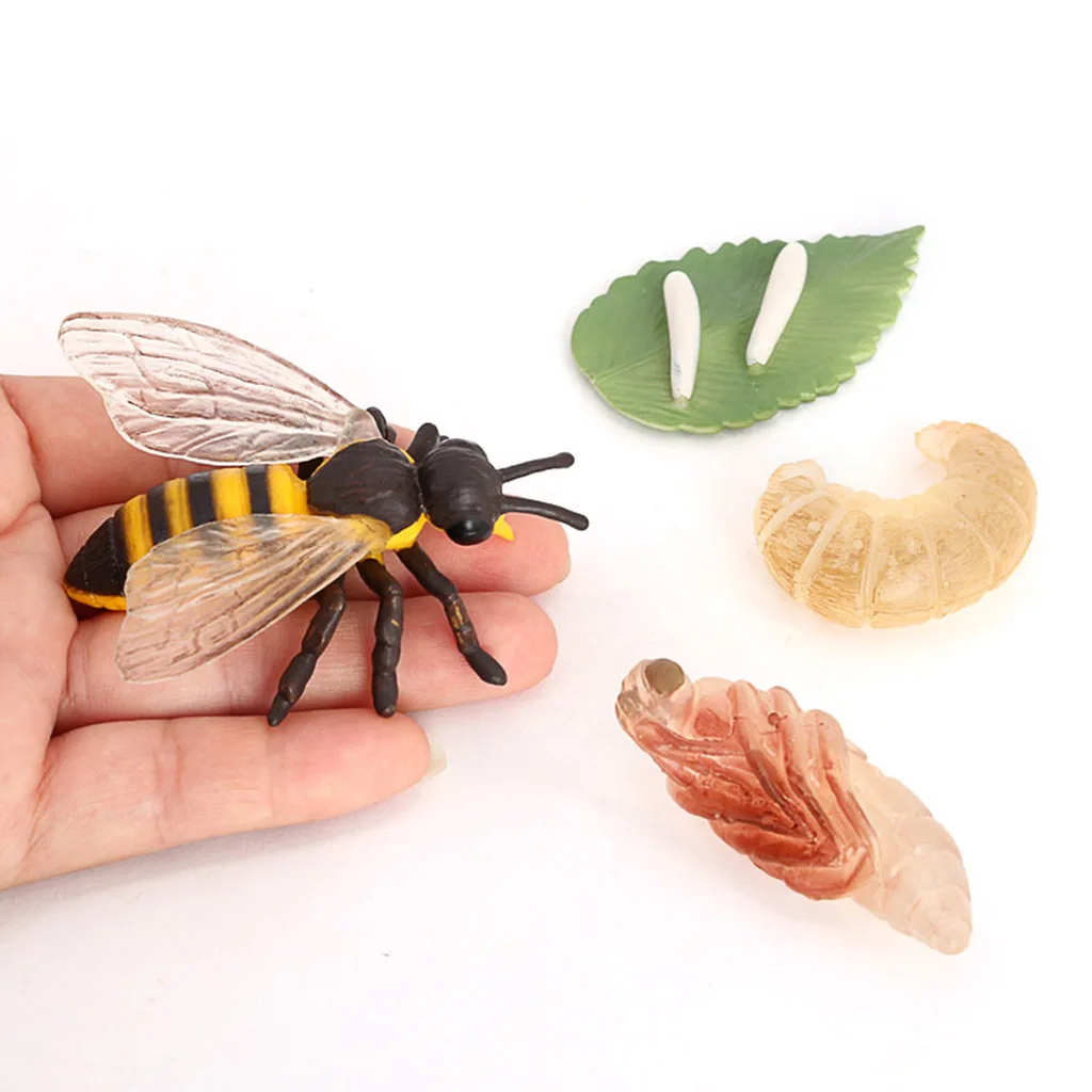 

Simulation Insect Bee Life Cycle Model Figures Children Science