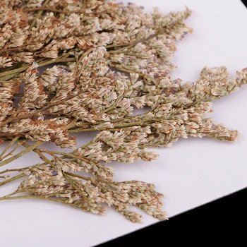 

20 Pieces Natural Limonium Real Dried Flower Pressed Dried Flower For Craft