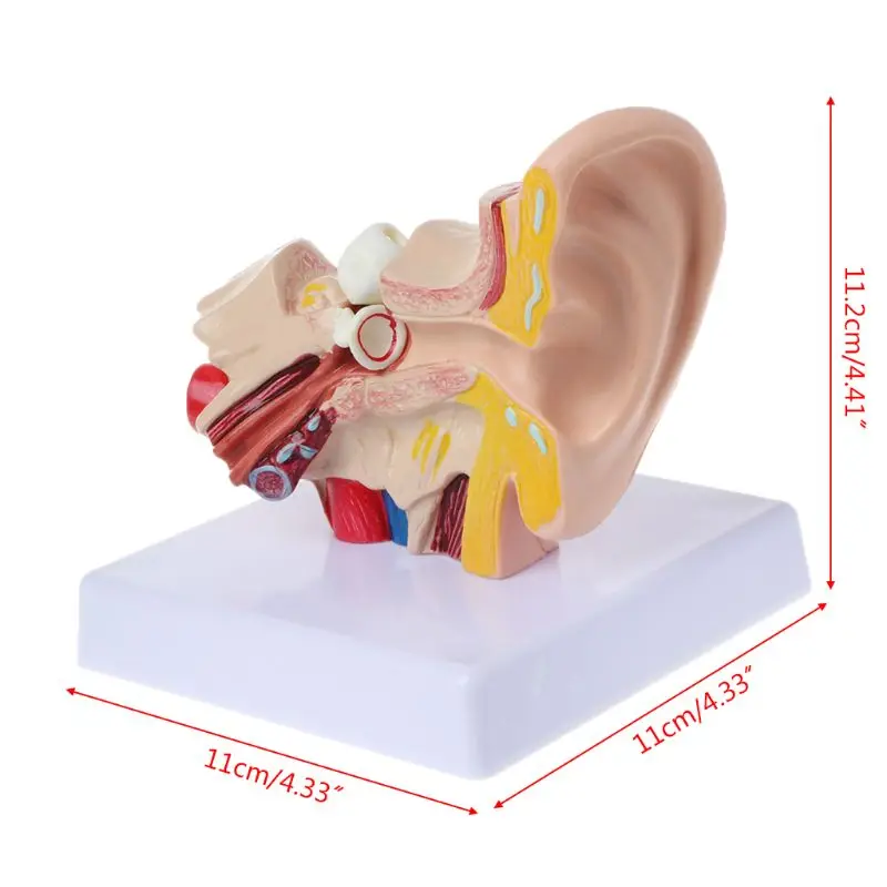 1.5 Times Life Size Human Ear Anatomy Model OrganMedical Teaching Supplies Professional Dropshipping