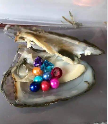 

Newest Treasure Oyster ！！！ Gems and round pearls inside freshwater oyster random color and size gem and 6-8mm pearls mix 1pcs N6