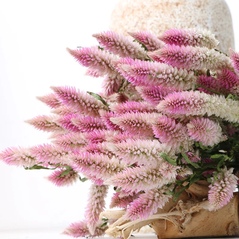 10 шт. Pteris multifida Poir трава Натуральные сушеные цветы букет свадебное украшение дома домашние настоящие цветы градиент розовый цвет