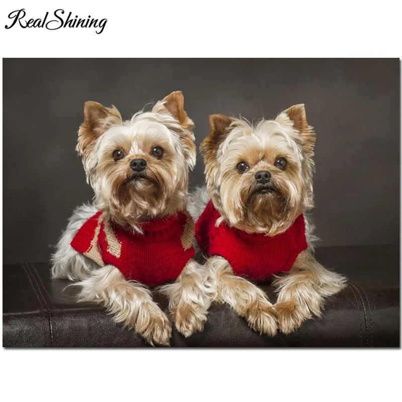 Yorkshire Terrier dog 999