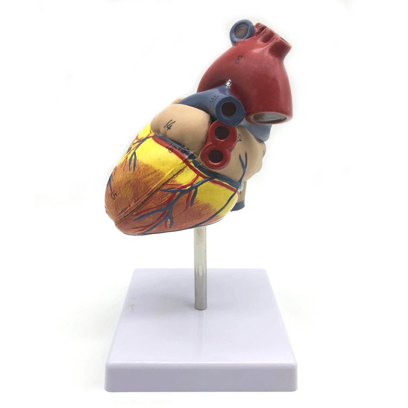 1: 1 модель сердца человека, анатомически Точная Модель сердца в натуральную величину, Анатомия для изучения в научном зале
