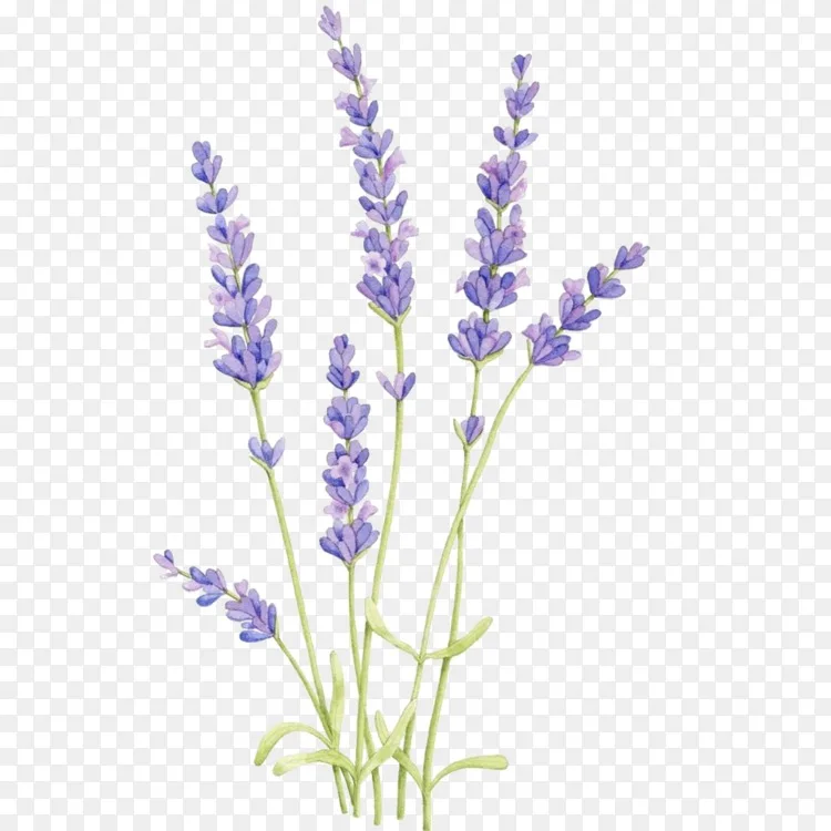 英国薰衣草画水彩画植物插图水彩 花画png图片素材免费下载 图片编号 Png素材网