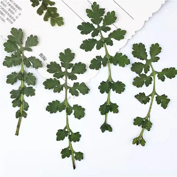 

100pcs Pressed Dried Thalictrum aquilegifolium Flower Plant Herbarium For Jewelry Photo Frame Phone Case Bookmark Making DIY