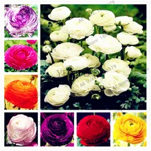 50 шт./пакет лютик Asiaticus цветок flores, многолетнее растение бонсай растения для дома и сада, легко растить