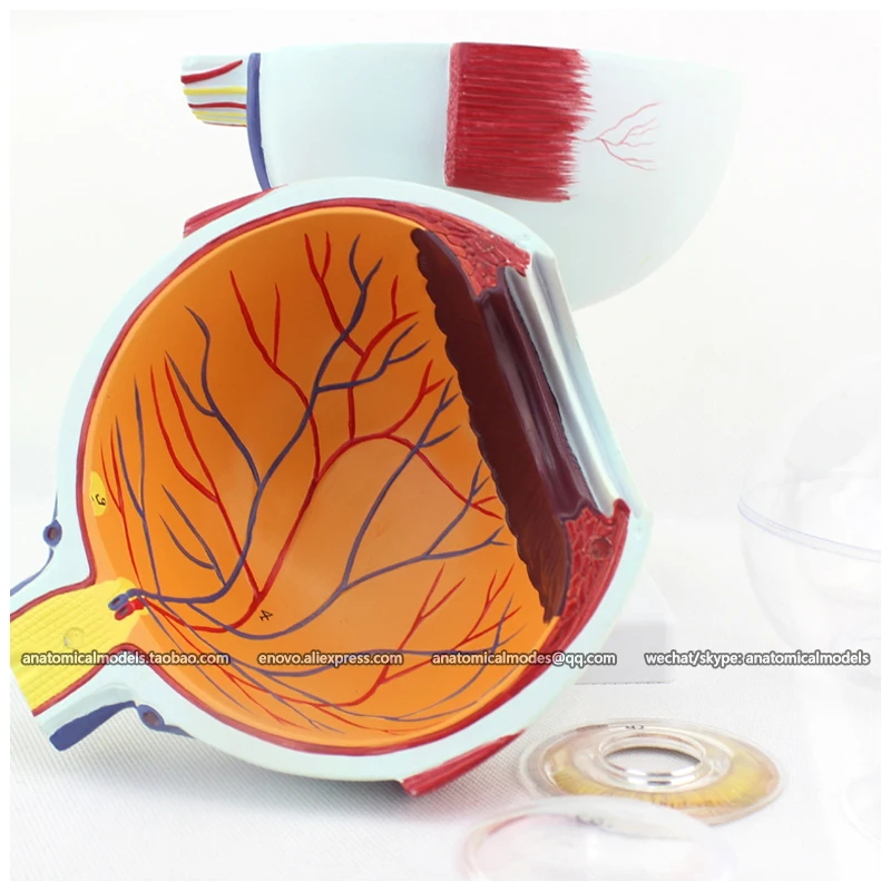 CMAM/12525 Eye 6parts 6x в натуральную величину Human E.N.T. Медицинская анатомическая модель|model