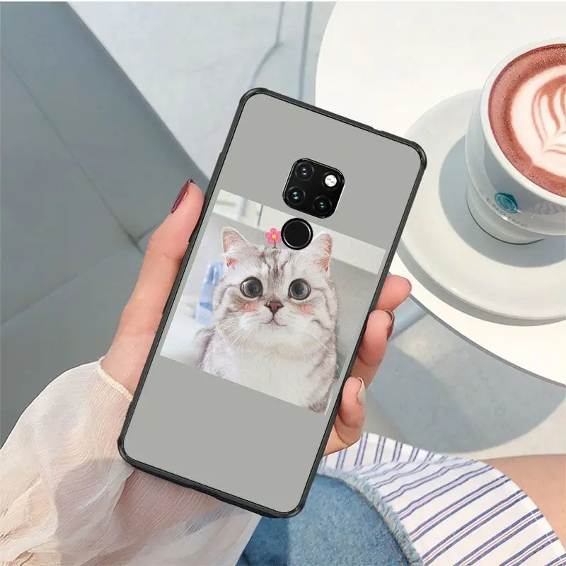 Cute funny funny kitten cat