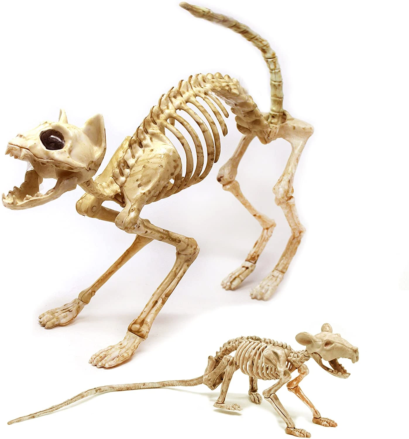 Esqueleto de gato rata para decoraciones de Halloween keleton Animal Reaper Bones en ciencia veterinaria|Ciencia médica| - AliExpress