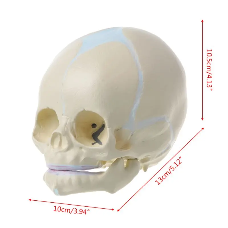 1: 1 человеческий плод младенец медицинский череп анатомическая модель скелета Обучающие принадлежности для медицинской науки