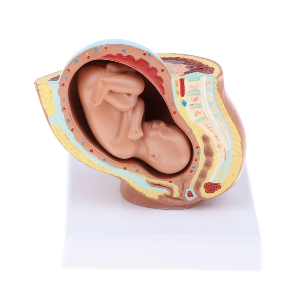 

9th Month Womb Fetus/Foetus Pregnancy Development Model School Teaching Aid Science Toy