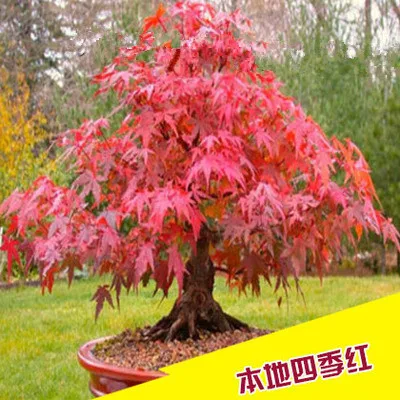maple (12)