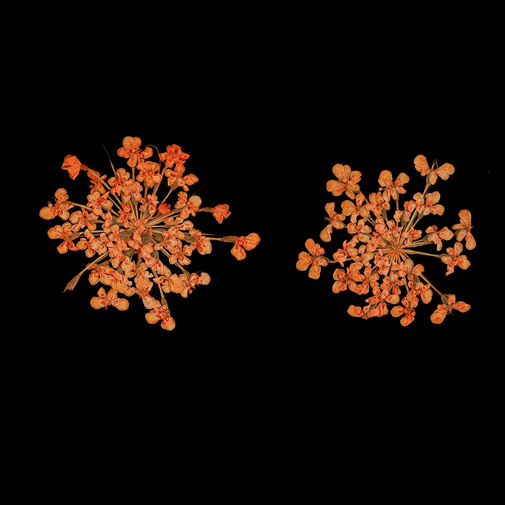 Pressed Dried Flower Flesh Flower DIY Art Decor Craft Phone Case Decor 16pcs