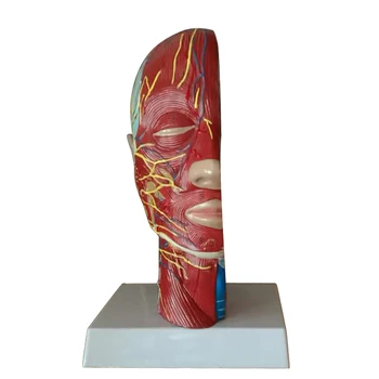 

Human Head Neck Muscle Nerve Model Medical Anatomical Model