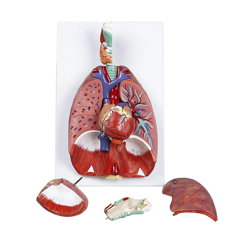 

ABSF Human Anatomical Anatomy Respiratory System Medical Model Throat Heart Lung Lung With Larynx Medical Teaching Anatomical Mo