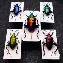 

Real Insect Specimen School Educational Teaching Aids Artwork Material Decor -Purple Stem Beetle with Box Home Decoration