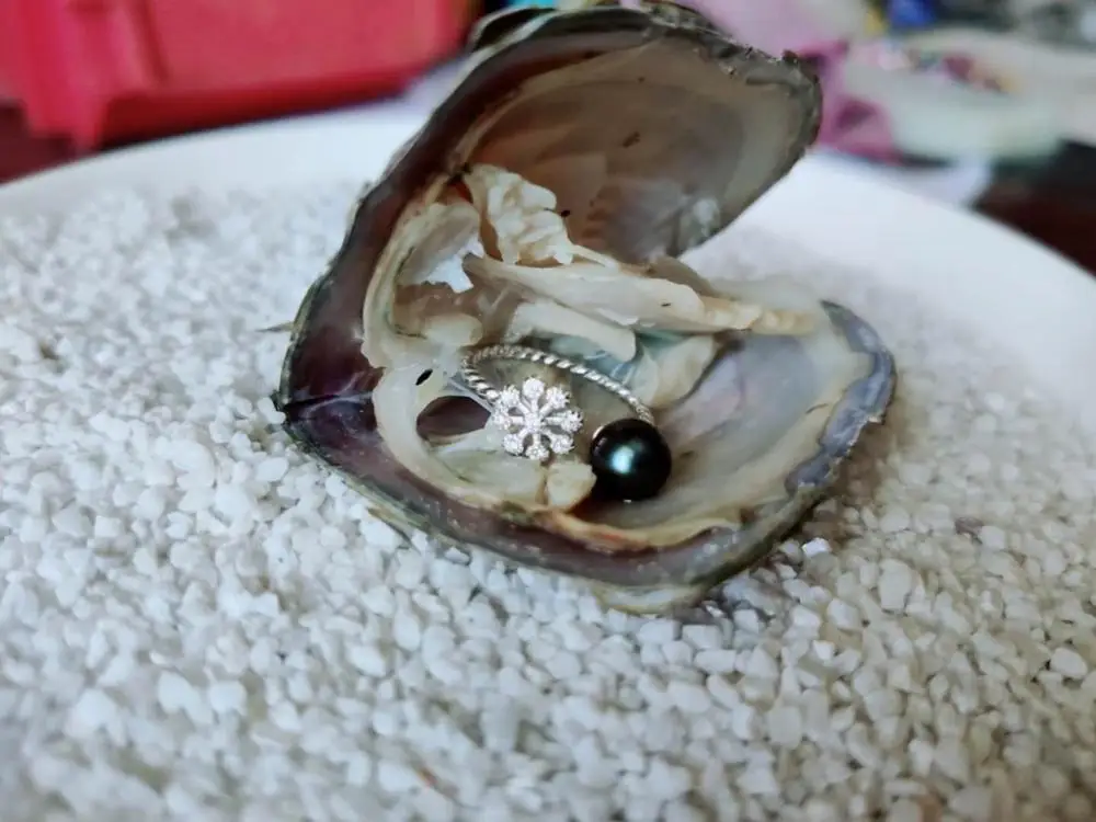 

Hot Sale! Fortune Oysters with beautiful Sterling Silver Item of Jewelry Inside Silver Ring/Earrings/Pendant in Freshwater Shell