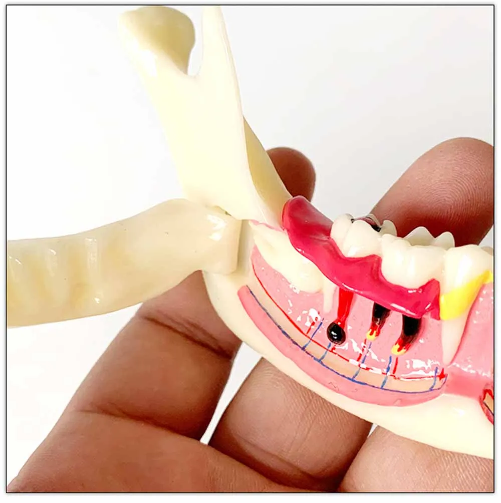 Стоматология для преподавания, тренировки модель стоматологического Связь модель нижней челюсти