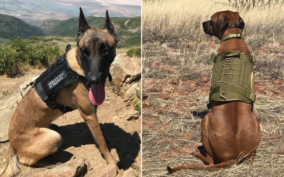 great dane tactical harness