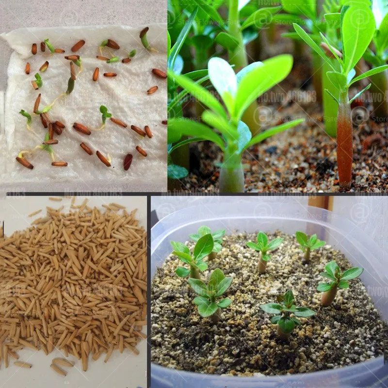 

Desert Rose Bonsai Mixed Desert Rose Flower Bonsai Plants Adenium obesum Bonsai Flowers 100% True Fresh Seedsplants Easy Grow