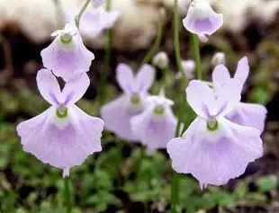 100 шт свежий настоящий Utricularia sandersonii Semillas-Плотоядный F комнатный цветок растение P-Sementes(Li-Zao