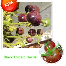 Лучшее предложение! шоколад черный томат бонсай, горшок органические овощи и фрукты помидоры светодиодные фонари для дома и сада 100 шт./пакет,#8B9JQ4