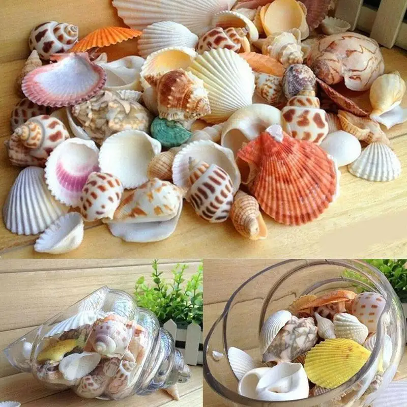 

Natural And Diverse Shell Fish Tank Landscape Decoration Micro-landscape Ornaments Shell Diy Material
