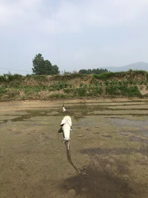 

Set Designed to Kill Sunflower Seed Lure Snakehead Rod Sequin Help Cast Maker 50 Yuan Single Hook Lure White Small China Quasi