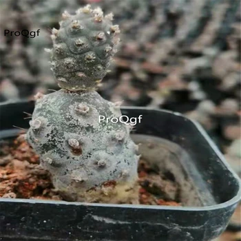 

Ngryise 2Pcs A Set Tephrocactus articulatus