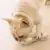 Кость Собака Игрушка Pet Укус Плюшевый Щенок Скрипучая Игрушка Скрипучий Звук Забавная Игрушка Для Собак Моляр Жевать Игрушки Случайный цвет