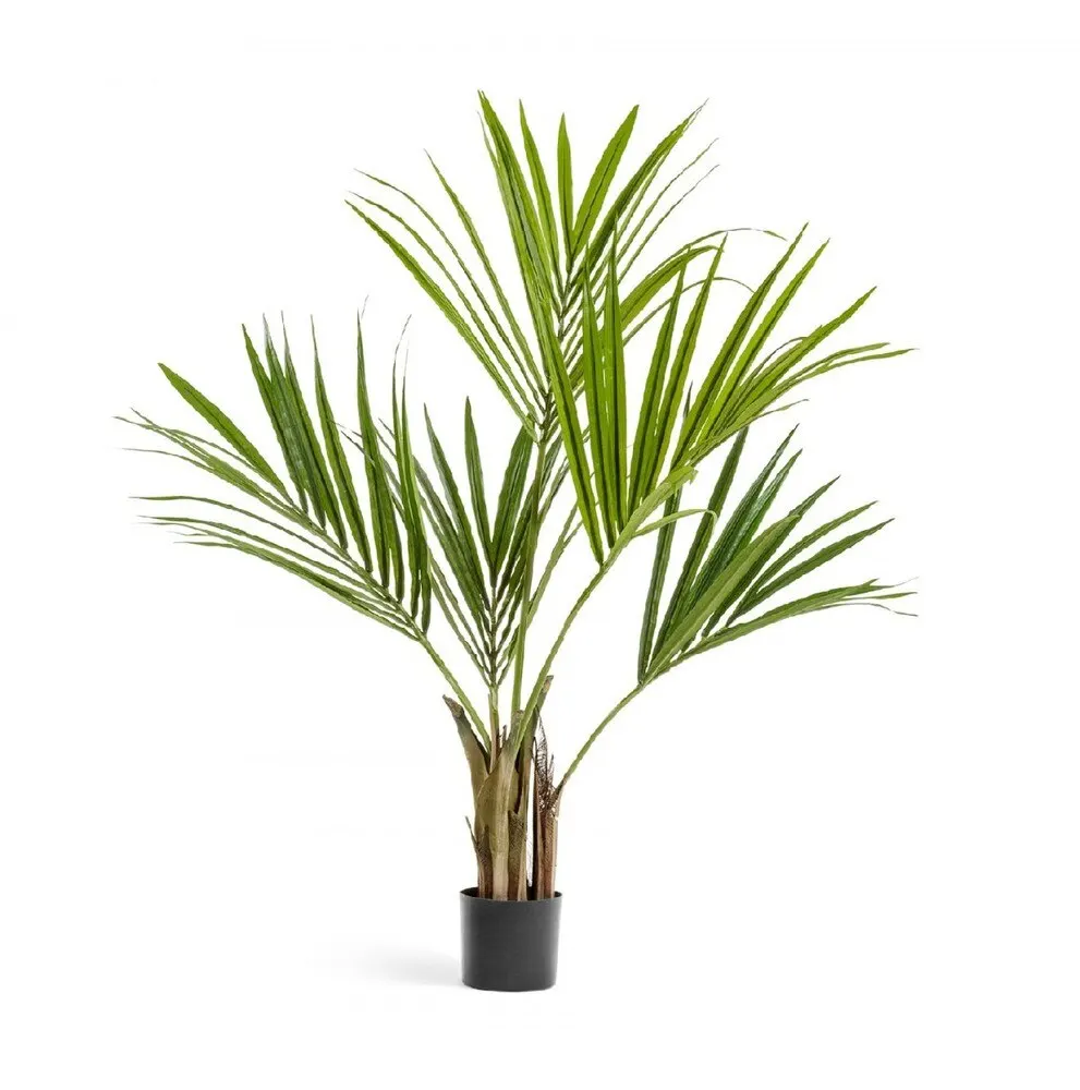Купить Пальму Большую В Горшке