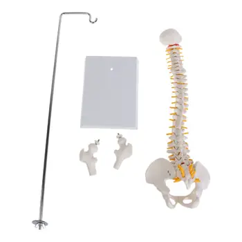 

45cm Flexible Human Spinal Column Vertebral Lumbar Curve Anatomical Model Anatomy Spine Medical Teaching Tool