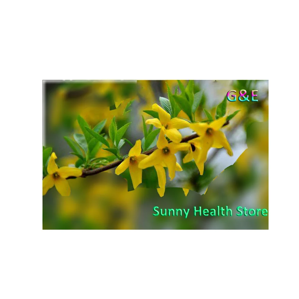 Weeping Forsythia, экстракт Forsythia порошок, fructus Forsythia, Forsythia suspensa, антисептический эффект, снижение артериального давления, свободные