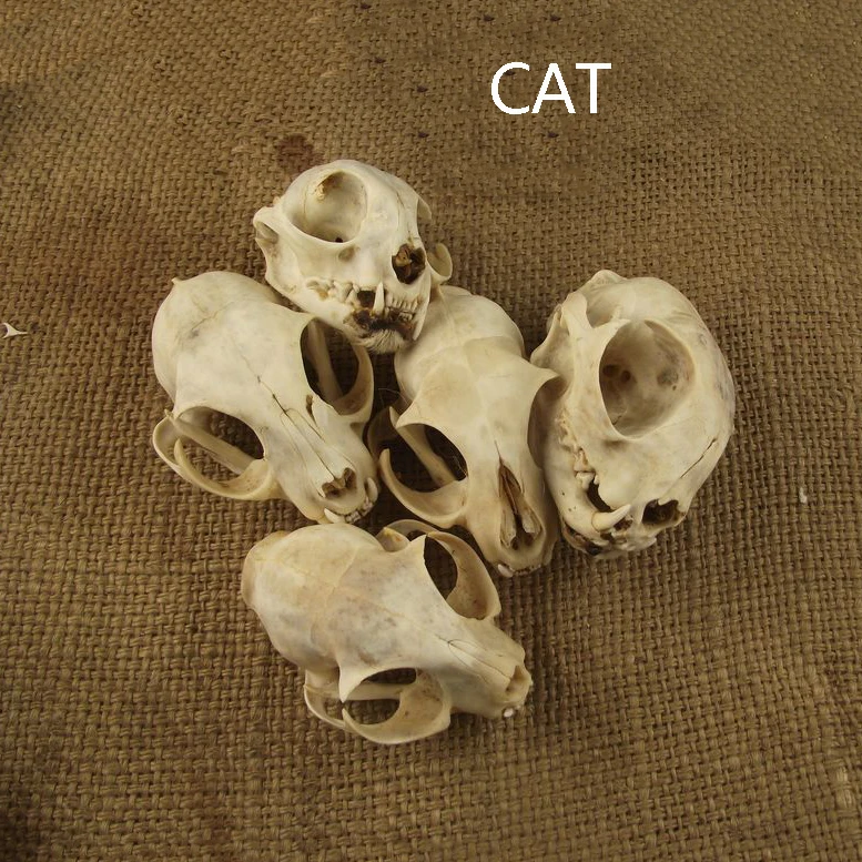 

Aqumotic Cat Bones Decor 1pc Animal Cat Skull Real Bone Health Teeth Dental Naturally Dried Good Haunted House Decoration