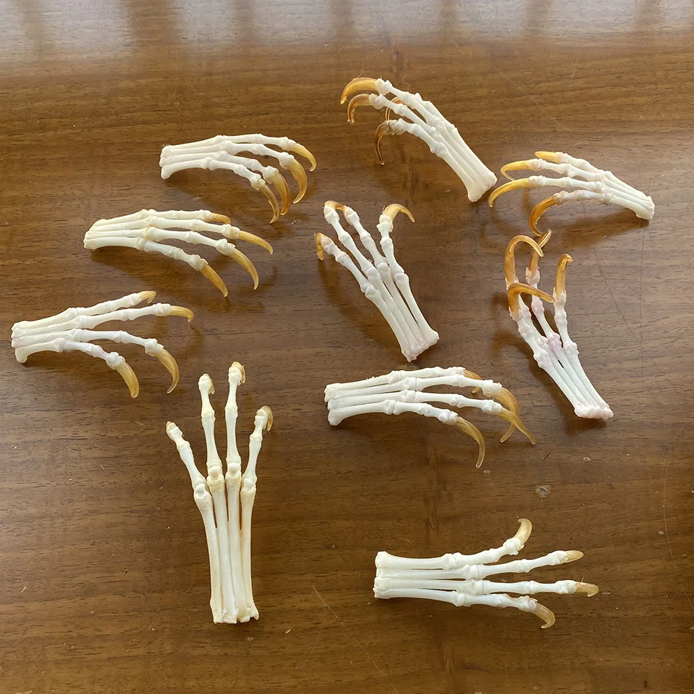Real Fox Claw/ Real Animal Claw/ Real Bone/ Decoration/Cool Gift/ New/ 
