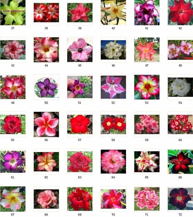 Настоящий Adenium obesum flores, 12 шт., растения в виде Розы в пустыне, 100 видов смешанных бонсай, многолетние растения для дома и сада