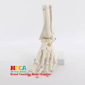 

School Hospital Teaching Research Medicine Human Foot Ankle Joint Model Foot Bone Model Human Foot Bone Medicine Teaching