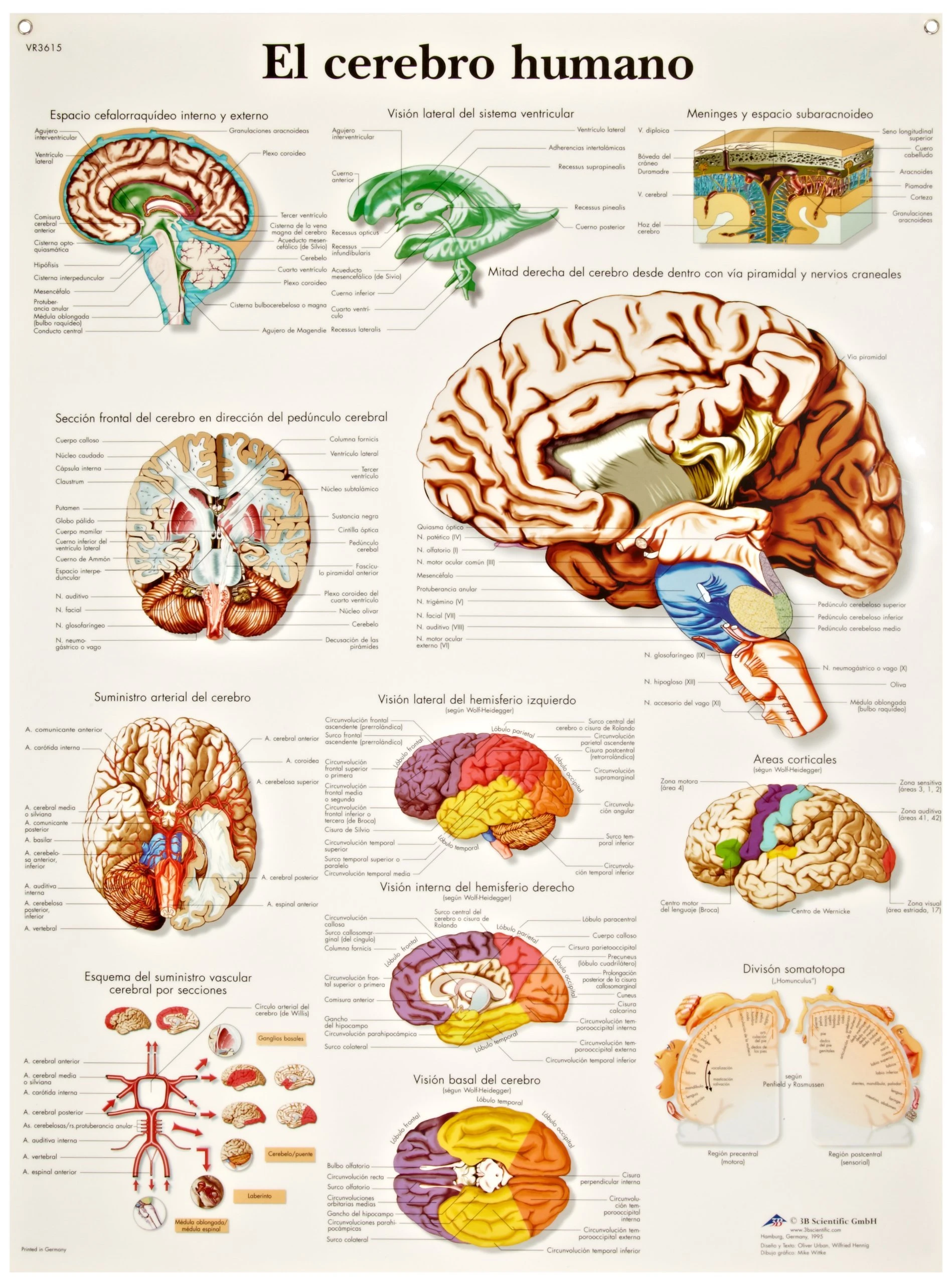 Anatomy Pathology Anatomical Le Cerveau Humain Classic Canvas Paintings Vintage Wall Posters Stickers Home Decor Gift Painting Calligraphy Aliexpress