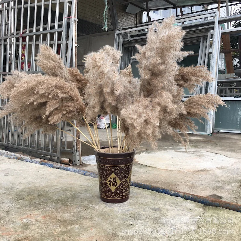20 шт. Натуральные Сушеные Pampas Grass Phragmites Communis Reed Plants свадебный цветок букет