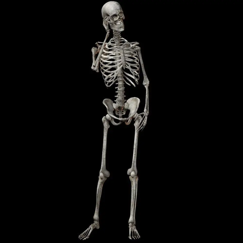 

90cm Durable Simulation Human Skeleton Ornament Halloween Harmless Party Bar Haunted House Props