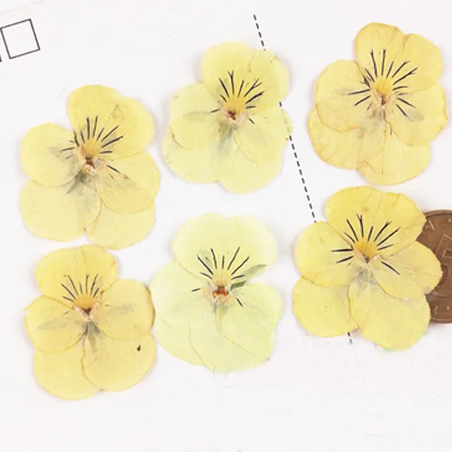奶酪黄角堇2.5CM