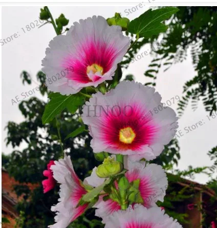 Большая распродажа! 20 шт Hollyhock бонсай(Alcea Rosea 'Nigra') разноцветный цветочный Многолетние растения растение для сада и дома украшения Dec - Цвет: 2