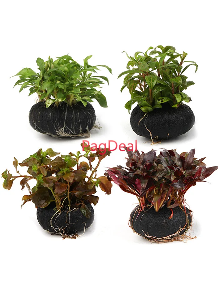 Fern Substrate03