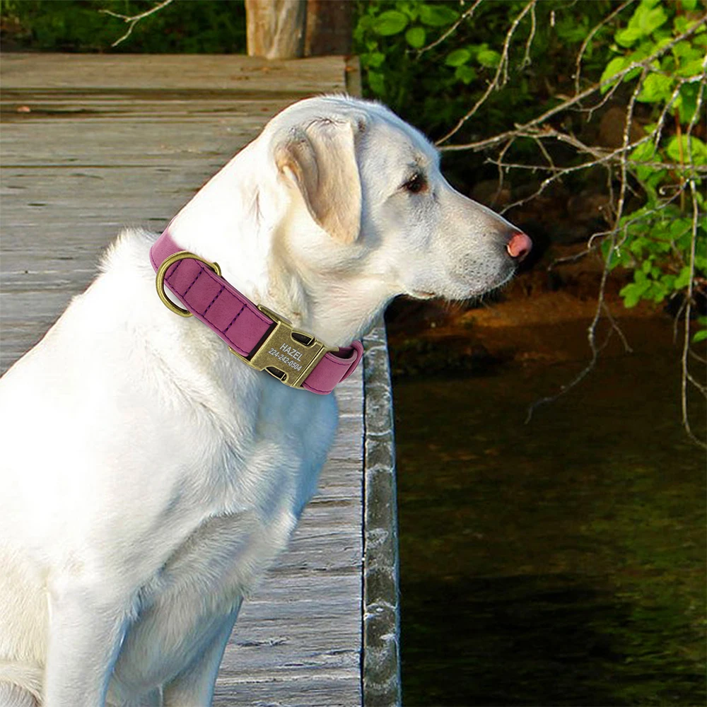 Convenient Pastel Color Collar For Dogs