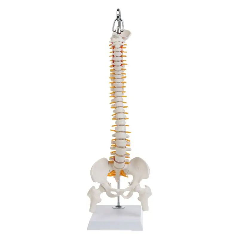 

45cm Flexible Human Spinal Column Vertebral Lumbar Curve Anatomical Model Anatomy Spine Medical Teaching Tool O28 19 Dropship