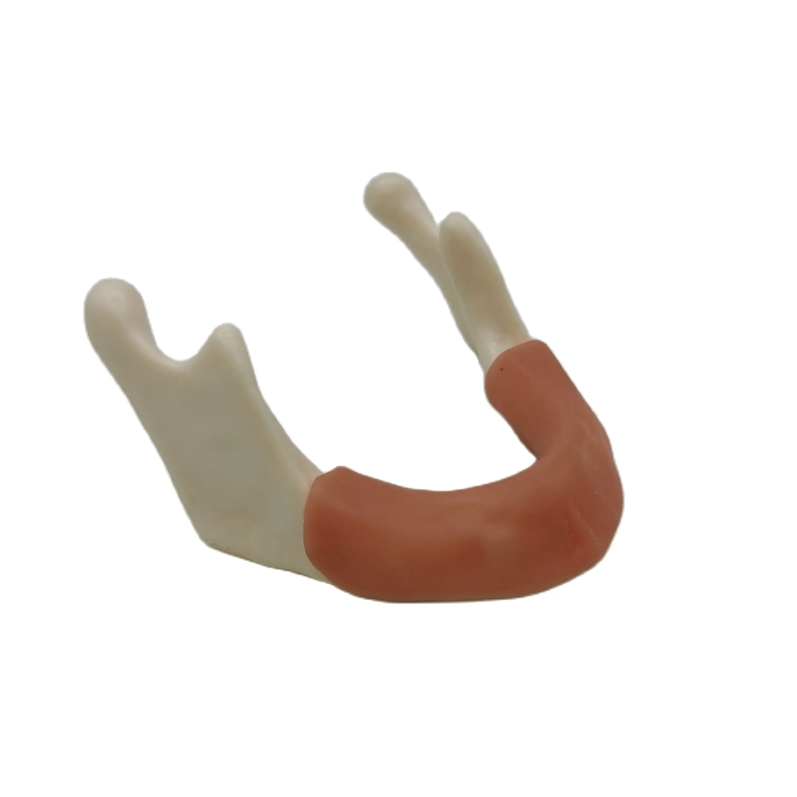 

1pc Teeth Model with Gingival Mandibular Sinus Oral Teaching Aids Implant Placement Doctor-patient Communication Practice Model