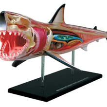 4D мастер Обучающие собранные игрушки животные биологическая Акула части анатомическая медицина для обучения модели